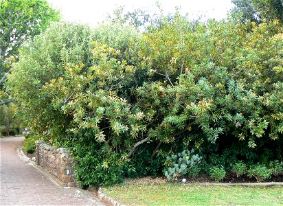 Brabejum stellatifolium - hedge