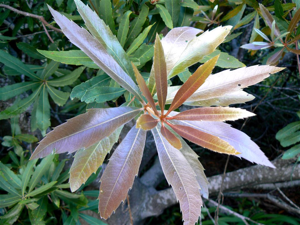 Brabejum stellatifolium - new growth