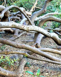Brabejum stellatifolium - sprawling stems