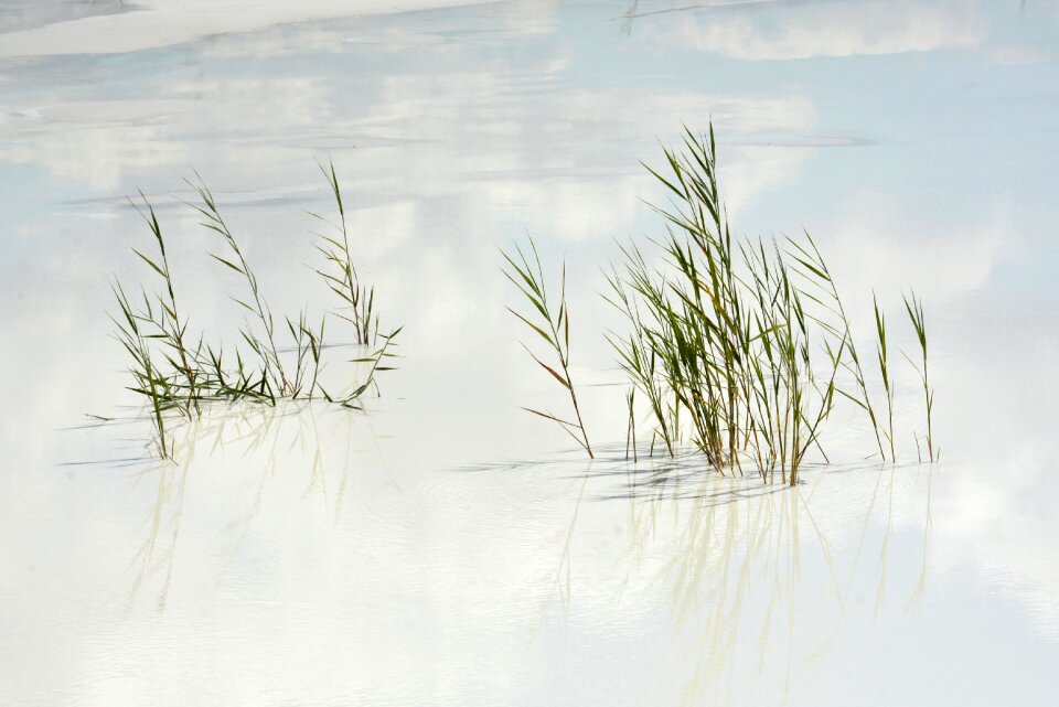 Water grasses reflection