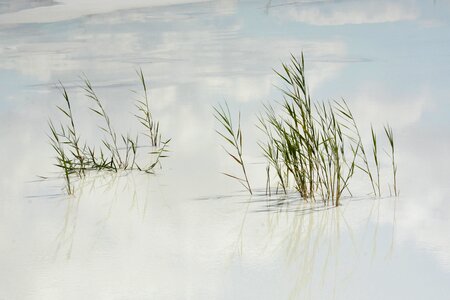 Water grasses reflection