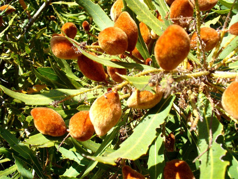 Wild Almond seed pod