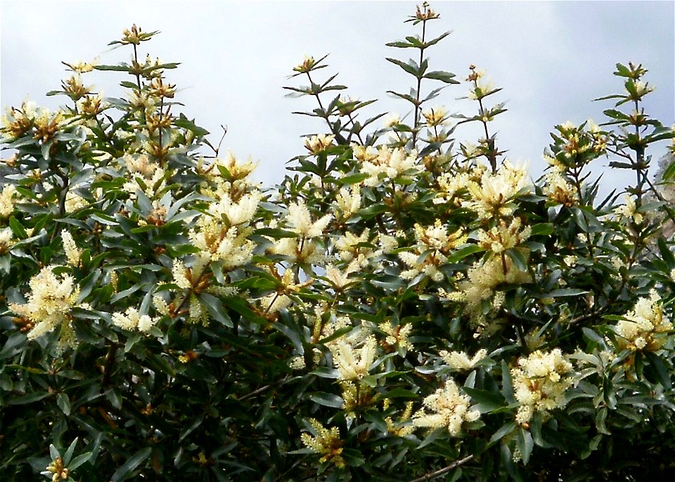 Flowers of the Cape Bitter Almond tree. Brabejum stellatifolium. Western Cape. South Africa.
