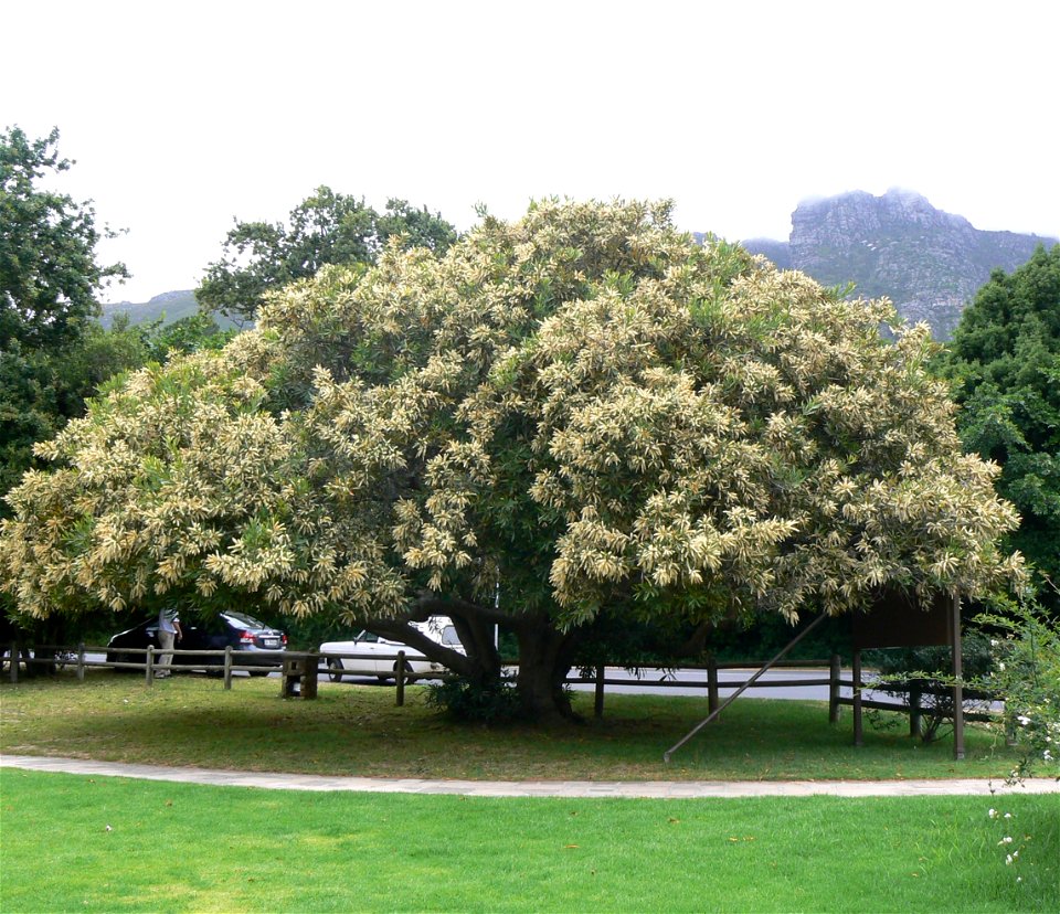 An indigenous Brabejum stellatifolium tree in flower. Cape Town. Afromontane forest vegetation.