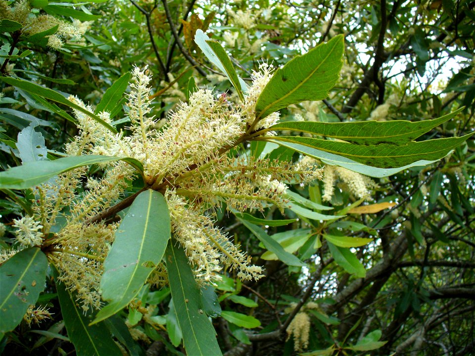 Wild almond flower Kirstenbosch Gardend Cape Town