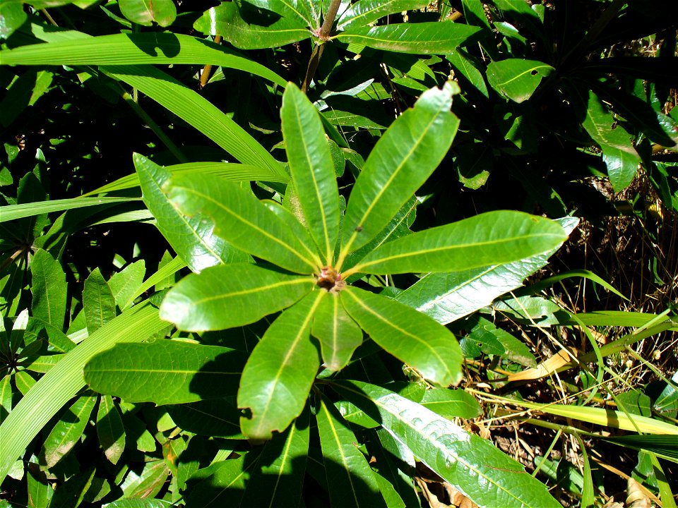 Wild Almond Leaf
