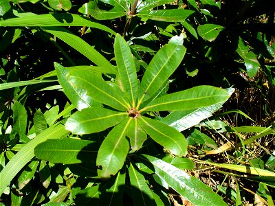 Wild Almond Leaf