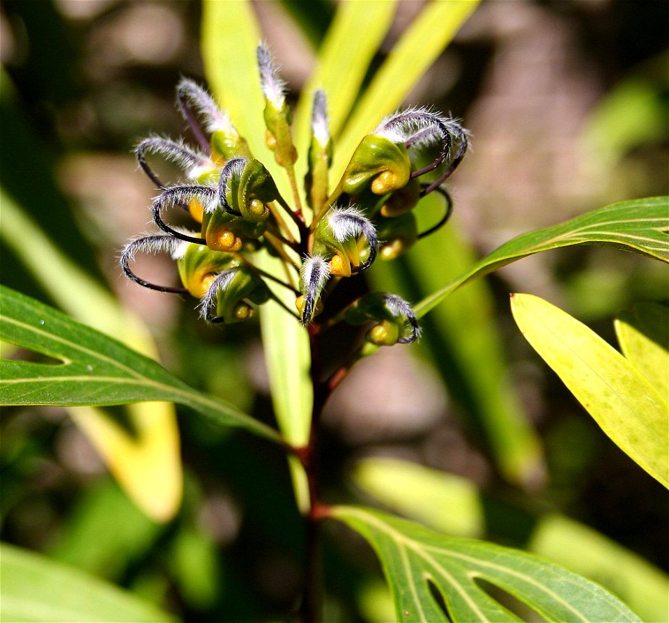 Grevillea venusta inflorescence, cultivated in my garden in Sydney