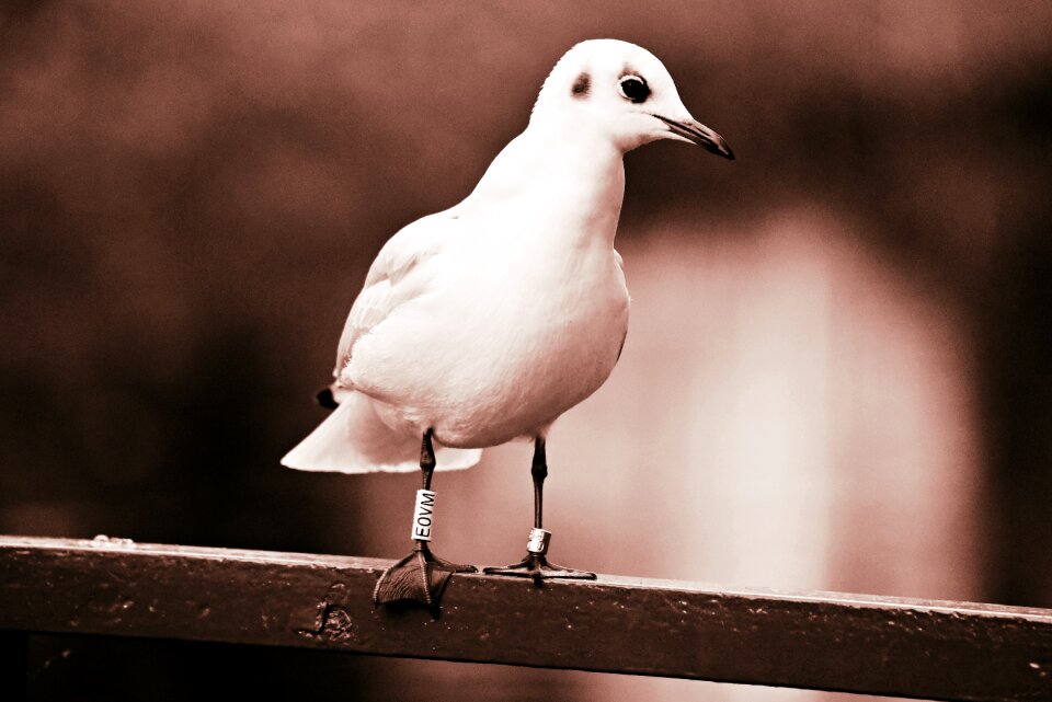 Feather plumage beak