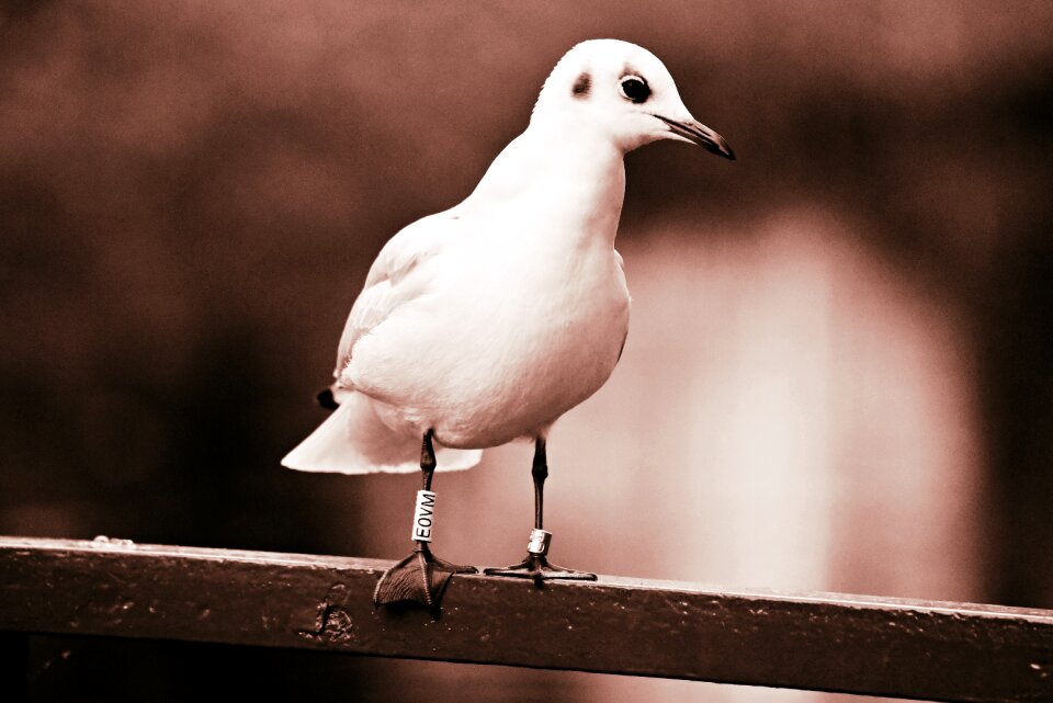 Feather plumage beak photo