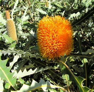 Flower spike of Banksia ashbyi cultivated in Perth photo