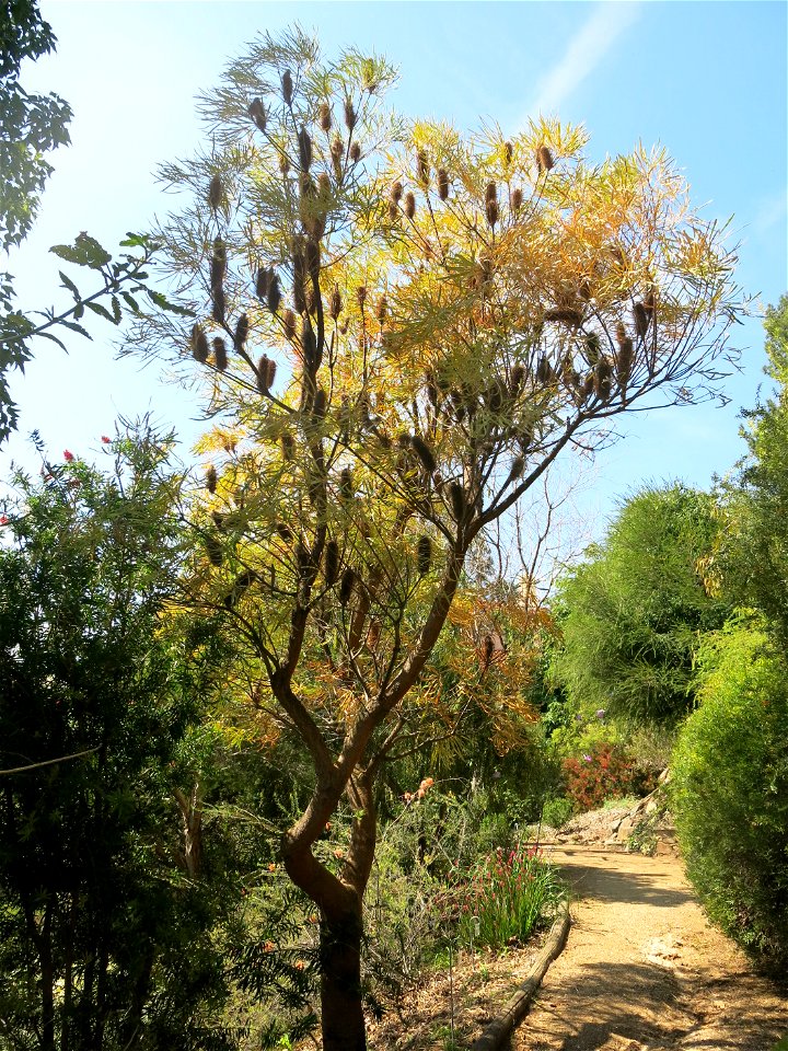 Banksia littoralis in parc Gonzalez in Bormes-les-Mimosas (Var, France). Plant identified by its botanic label.