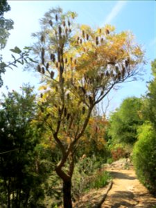 Banksia littoralis in parc Gonzalez in Bormes-les-Mimosas (Var, France). Plant identified by its botanic label.