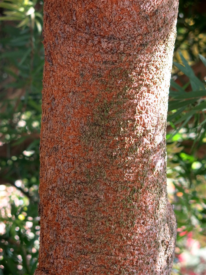 Trunk of Banksia littoralis in parc Gonzalez in Bormes-les-Mimosas (Var, France). Plant identified by its botanic label.