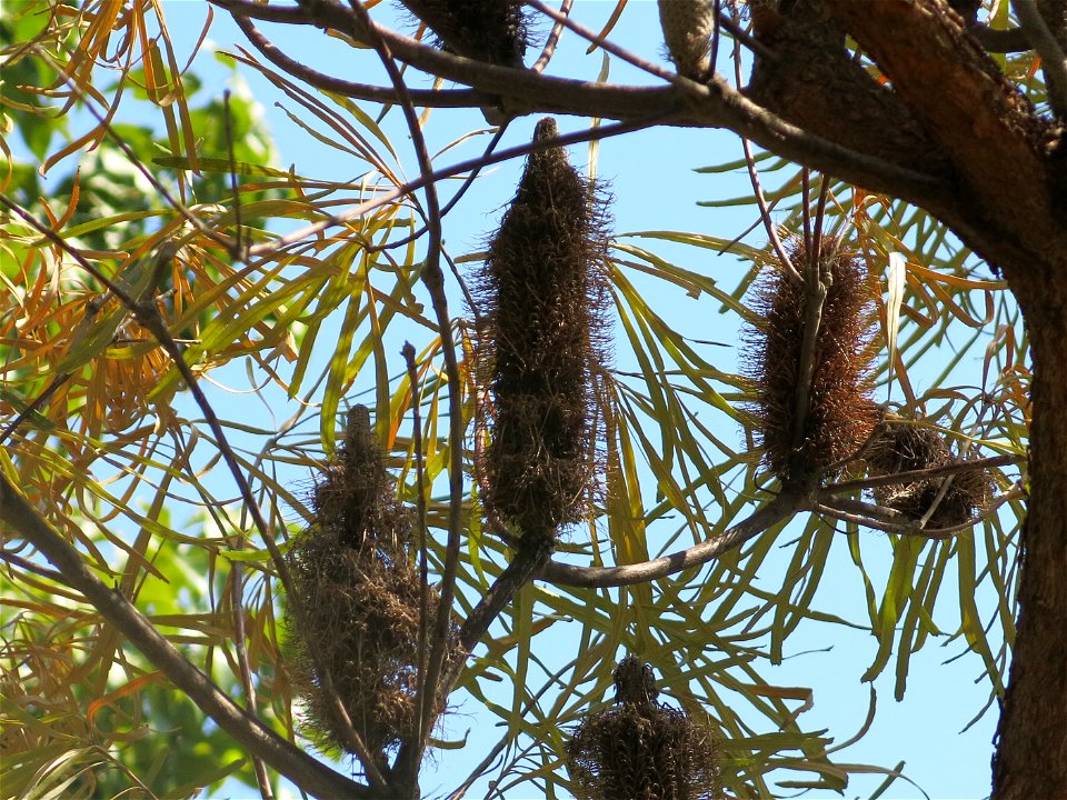 Fruits of Banksia littoralis in parc Gonzalez in Bormes-les-Mimosas (Var, France). Plant identified by its botanic label.