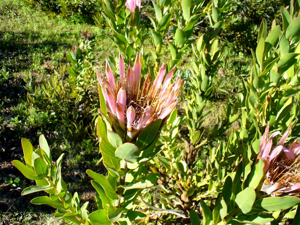 Showing collapsed involucral bracts. Caledon Western Cape.
