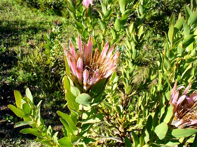 Showing collapsed involucral bracts. Caledon Western Cape.