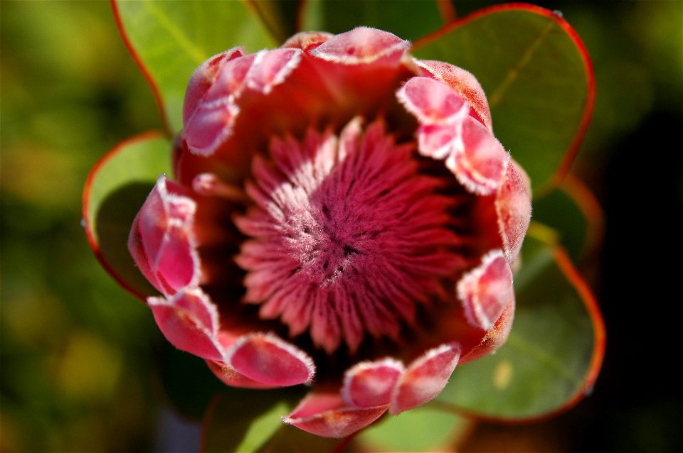 Protea compacta, fotografiert in Südafrika