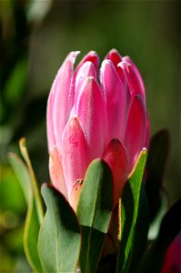 Protea compacta, fotografiert in Südafrika