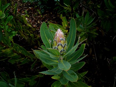 Protea compacta bud