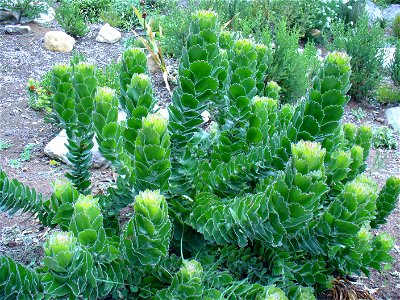 Leucospermum patersonii bush; Kirstenbosch Gardens Cape Town; December 2006; Andrew Massyn; Own work photo