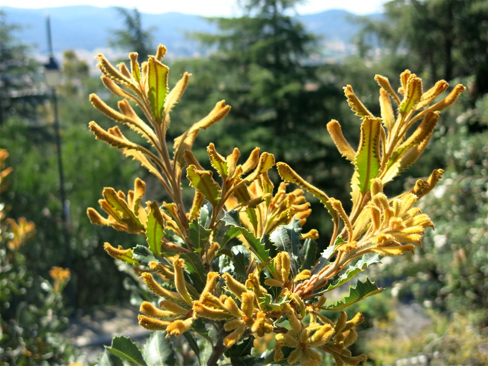 Close-up of Banksia lemanniana in parc Gonzalez in Bormes-les-Mimosas (Var, France). Plant identified by its botanic label.