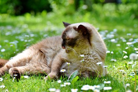 Mieze british shorthair cat thoroughbred