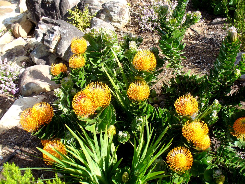 Paterson's leucospermum Kirstenbosch Gardens