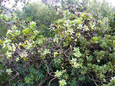 Kirstenbosch Gardens Cape Town photo