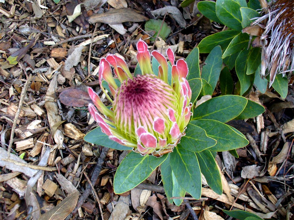 Protea roupelliae flower