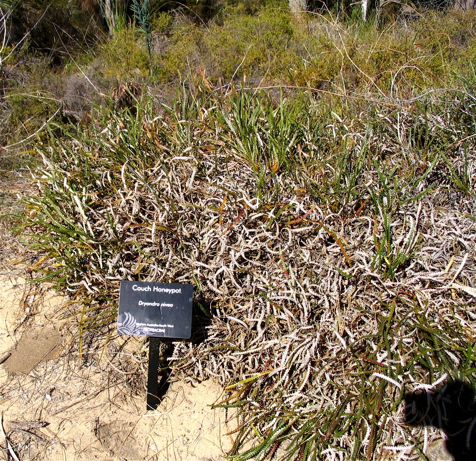 Couch Honeypot (Banksia nivea), here labelled "Dryandra nivea" because the Dryandra genus had just been merged into Banksia and they hadn't updated their signs yet. In Kings Park, Perth, Australia.