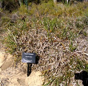 Couch Honeypot (Banksia nivea), here labelled "Dryandra nivea" because the Dryandra genus had just been merged into Banksia and they hadn't updated their signs yet. In Kings Park, Perth, Australia.