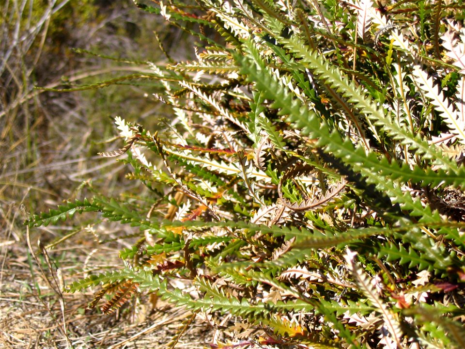 Closeup of leaves of Couch Honeypot (Banksia nivea), here labelled "Dryandra nivea" because the Dryandra genus had just been merged into Banksia and they hadn't updated their signs yet. In Kings Park,
