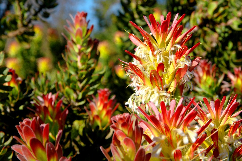 The Red pagoda photographed in South Africa