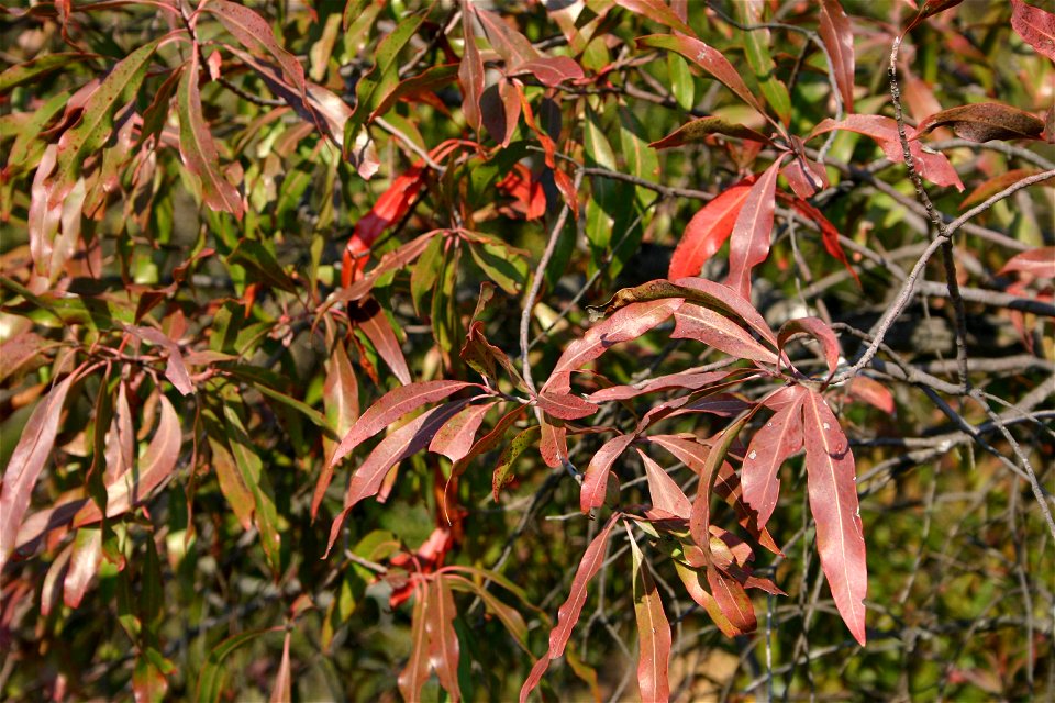 Winter foliage on Faurea saligna Harv., Hamerkop Kloof, Magaliesberg, South Africa