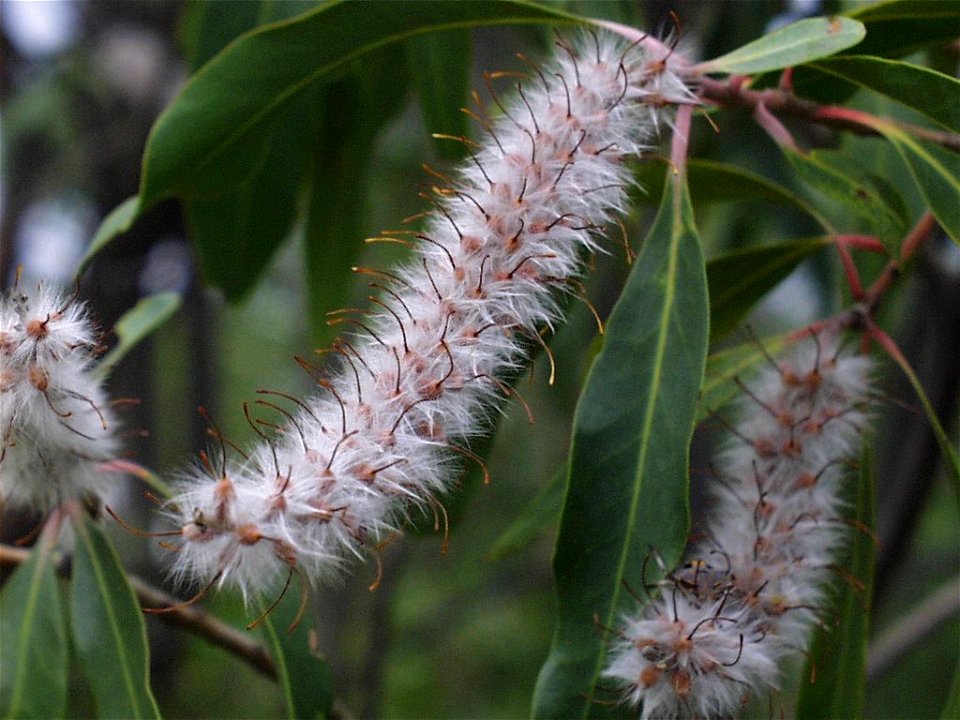 Fruiting spikes of Faurea saligna, Magaliesberg, South Africa
