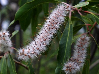 Fruiting spikes of Faurea saligna, Magaliesberg, South Africa photo