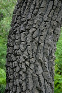Trunk/bark of Faurea saligna, Magaliesberg, South Africa photo