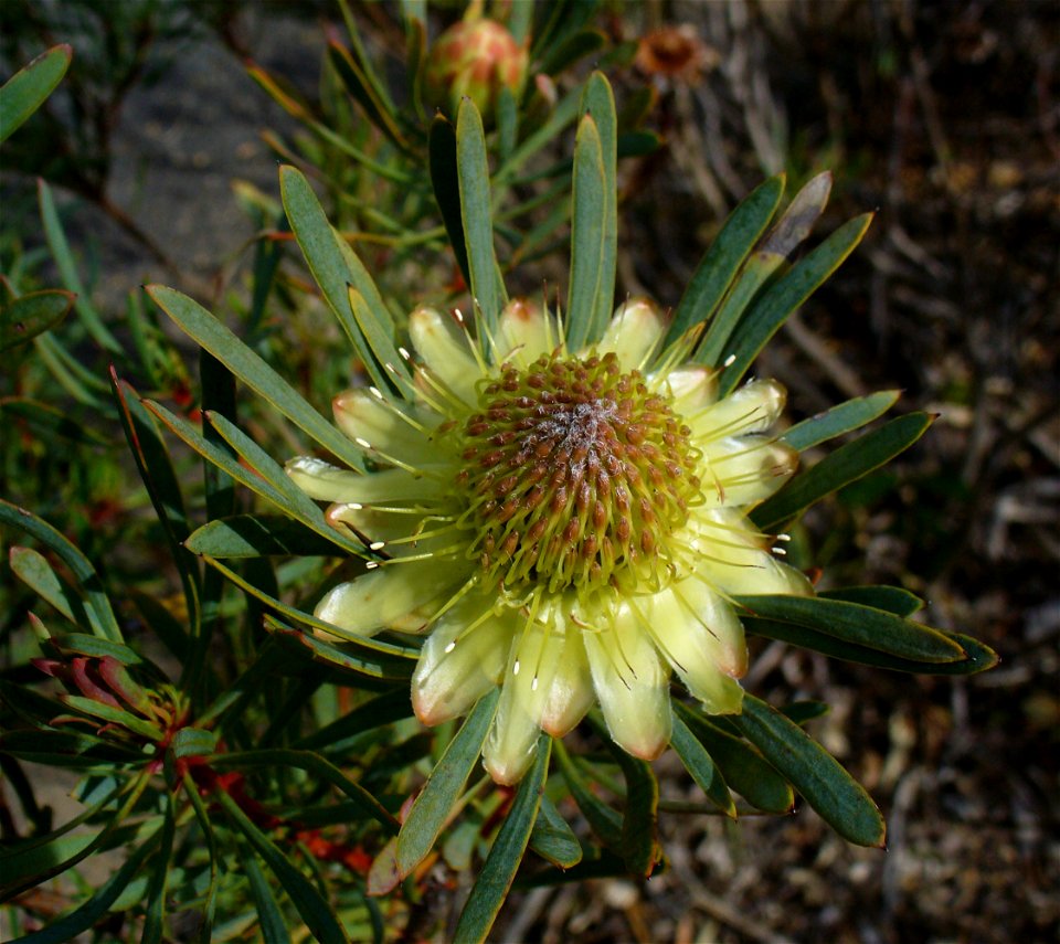 Kirstenbosch Gardens Cape Town