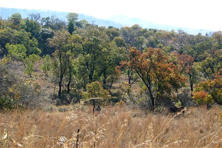 Autumn colours of Faurea saligna, Magaliesberg, South Africa photo