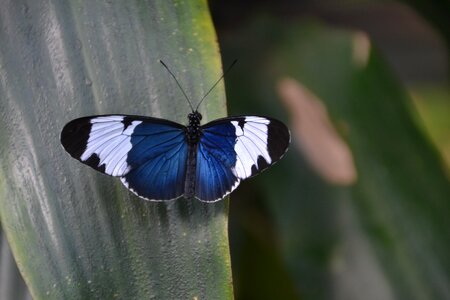Nature wing summer