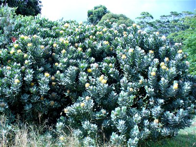 Leucospermum conocarpodendron subsp. conocarpodendron bush photo