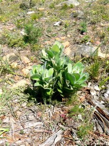 Juvenile Leucospermum conocarpodendron subspecies conocarpodendron. Tree Pincushion seedling. Regrowth on Table Mountain after removal of invasive pine plantations. Cape Town.