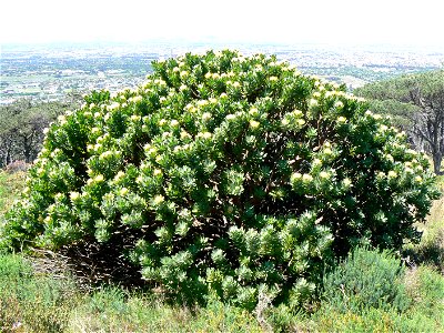 Leucospermum conocarpodendron subspecies conocarpodendron. Tree Pincushion on lower slopes of Table Mountain. Cape Town. photo