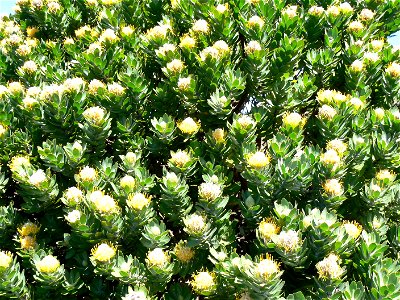 Leucospermum conocarpodendron subspecies conocarpodendron. Table Mountain Tree Pincushion. Cape Town. photo