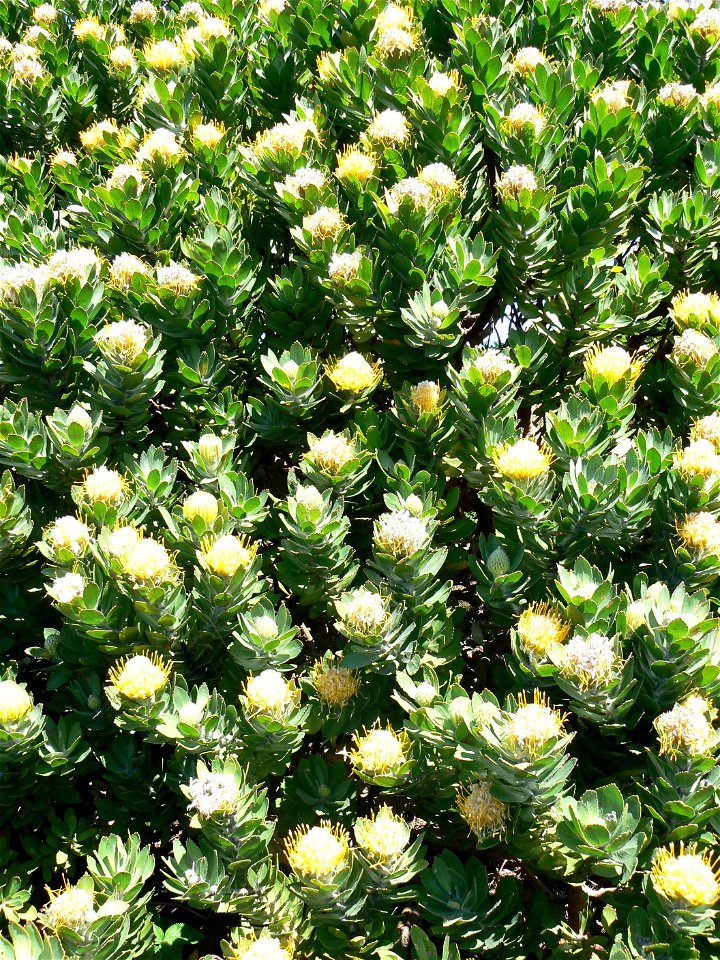 Leucospermum conocarpodendron. Table Mountain Tree Pincushion. Cape Town.