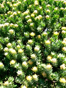 Leucospermum conocarpodendron. Table Mountain Tree Pincushion. Cape Town. photo