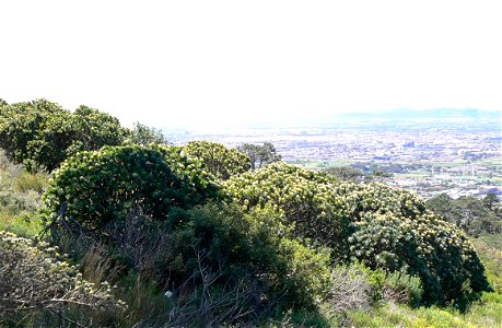 Leucospermum conocarpodendron subspecies conocarpodendron. Tree Pincushions. Regrowth on Table Mountain after removal of invasive pine plantations. Cape Town. photo