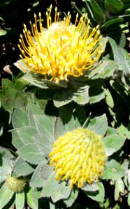 Leucospermum conocarpodendron subspecies conocarpodendron. Table Mountain Tree Pincushion. Cape Town. photo