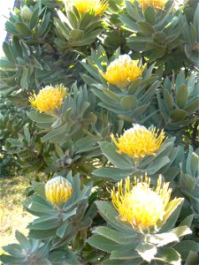 Leucospermum conocarpodendron subspecies conocarpodendron. Table Mountain Tree Pincushion. Cape Town. photo